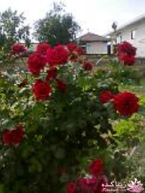 .:آلبوم عکسهای خودگرفته ما:.